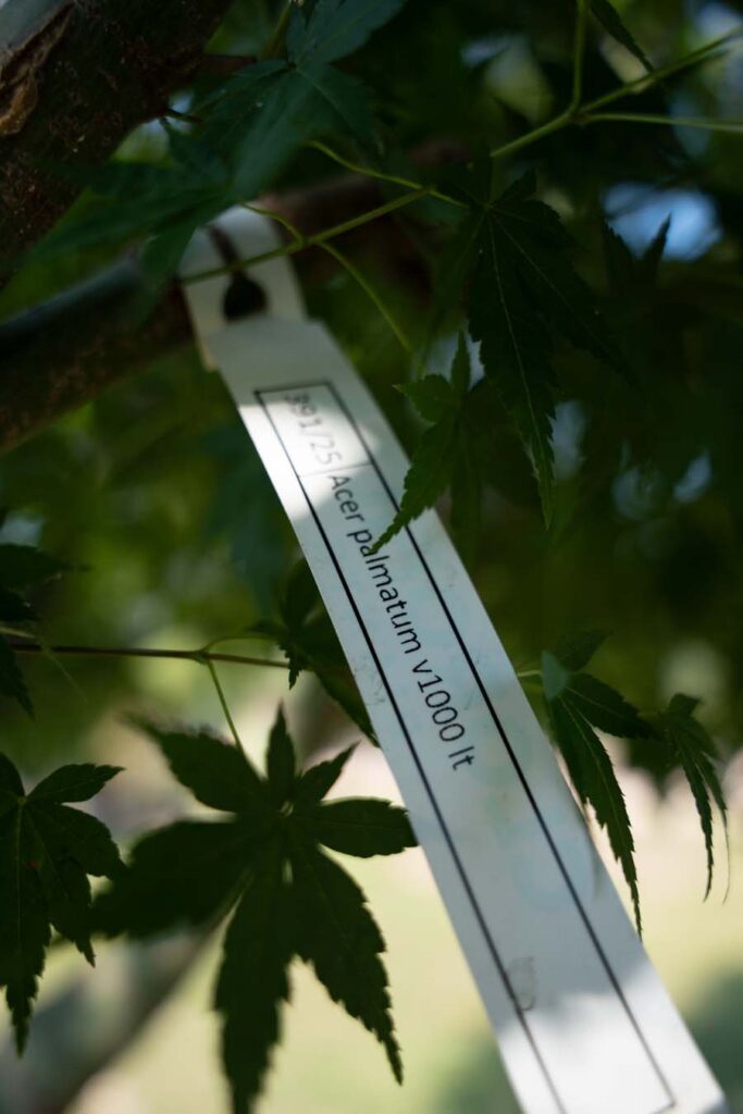 Acer Palmatum Polymorphum (1)