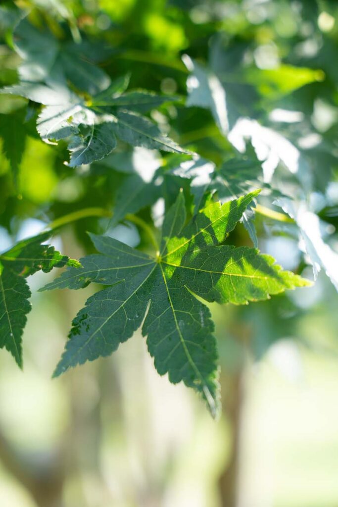 Acer Palmatum Polymorphum (2)