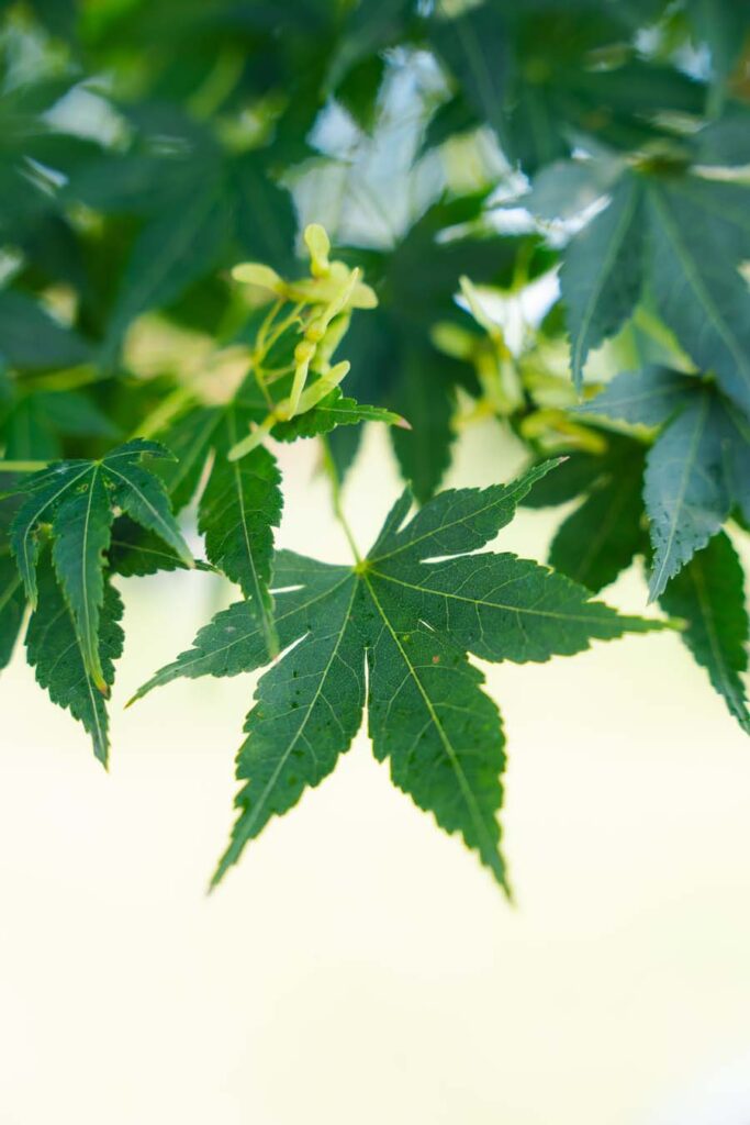 Acer Palmatum Polymorphum (3)