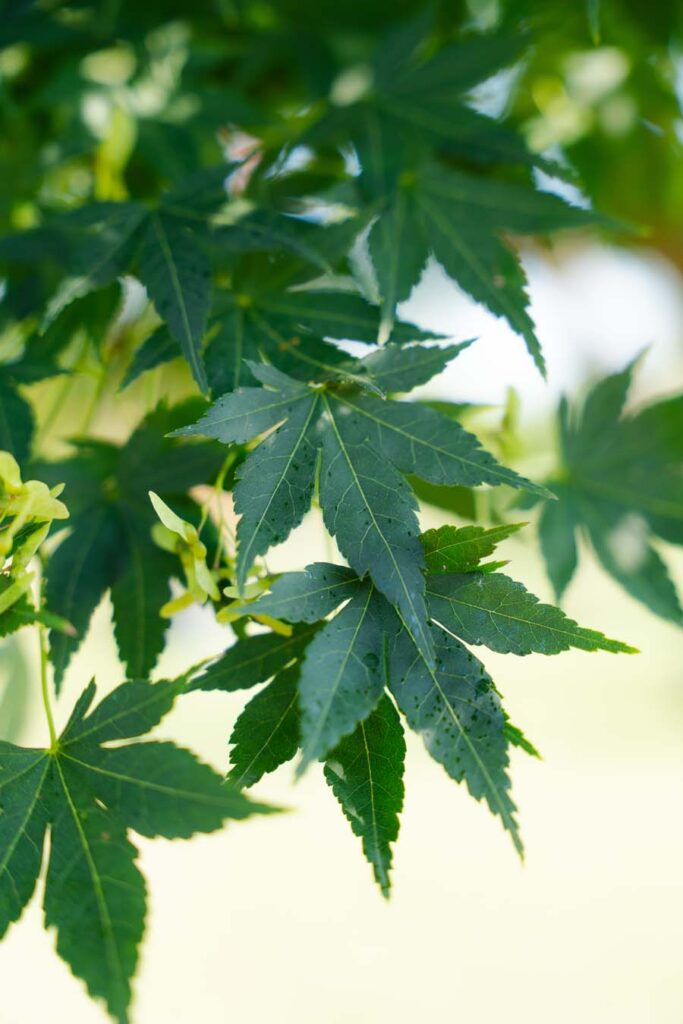 Acer Palmatum Polymorphum (4)