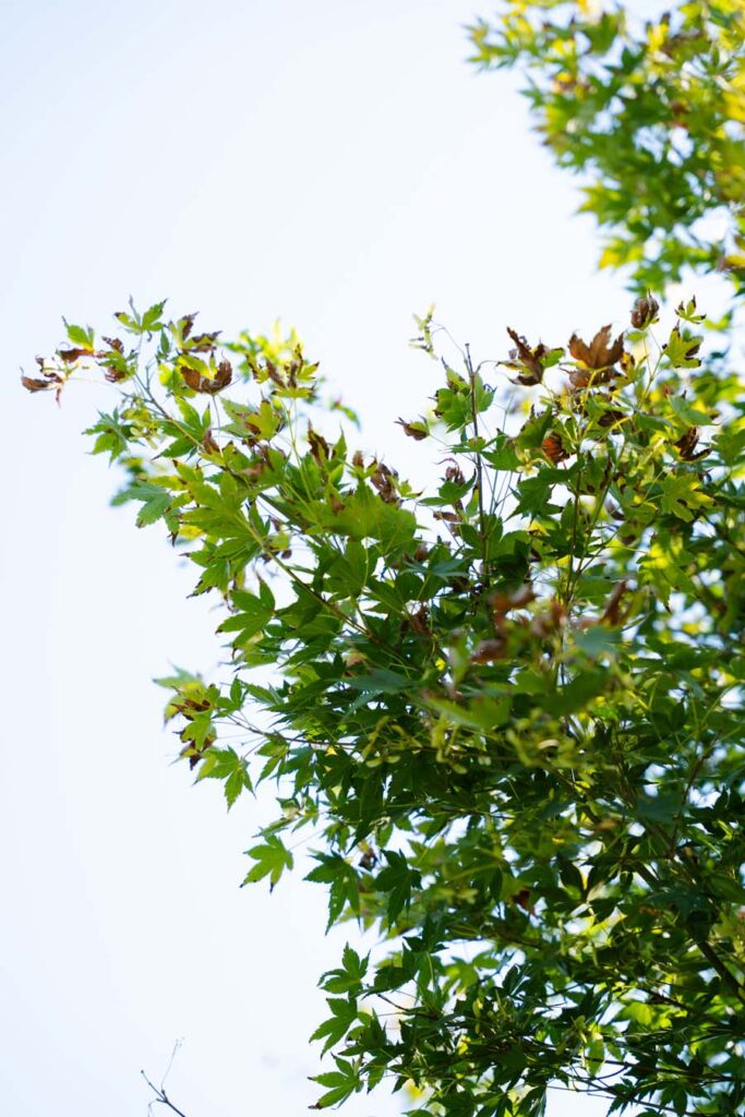 Acer Palmatum Polymorphum (5)