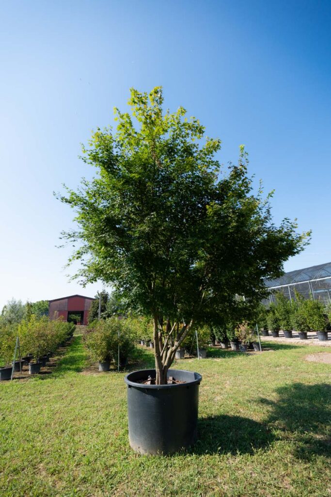 Acer Palmatum Polymorphum (6)