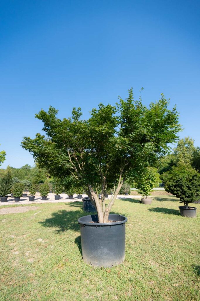 Acer Palmatum Polymorphum (7)