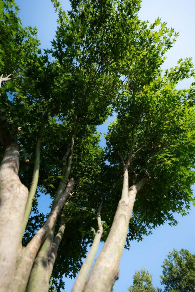 Acer Palmatum Polymorphum (8)
