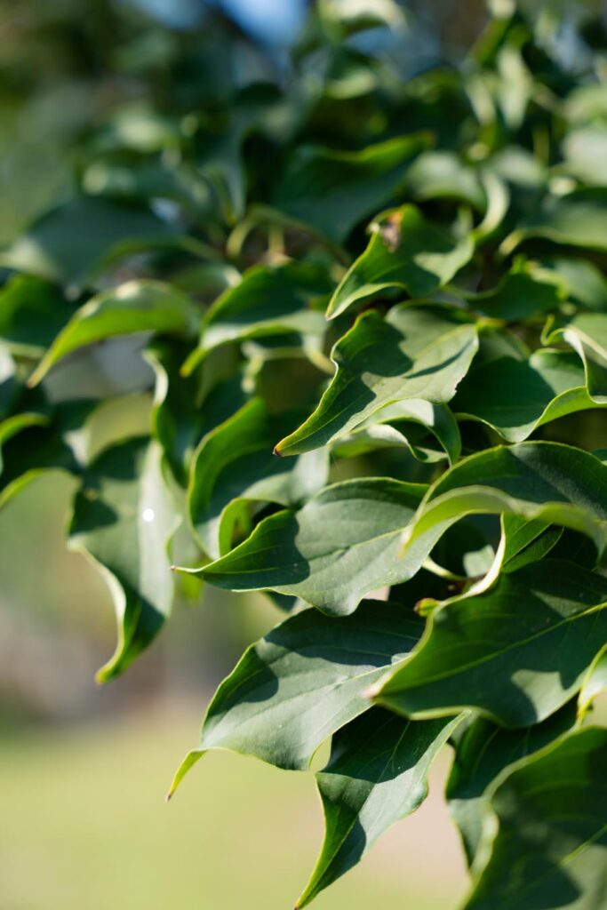 Cornus-Kousa (1)