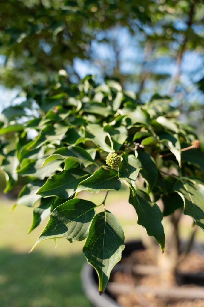 Cornus-Kousa (11)