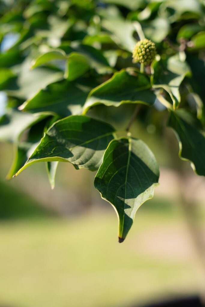 Cornus-Kousa (12)