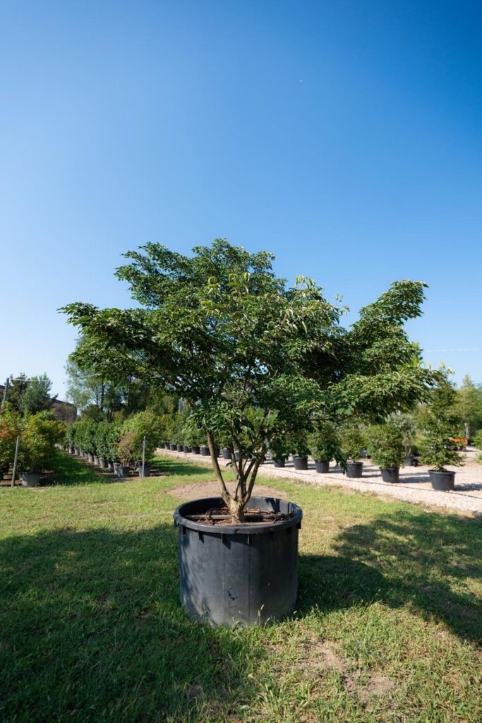 Cornus-Kousa (3)