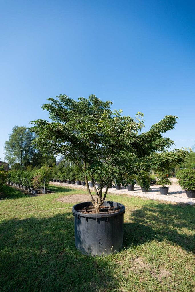 Cornus-Kousa (4)
