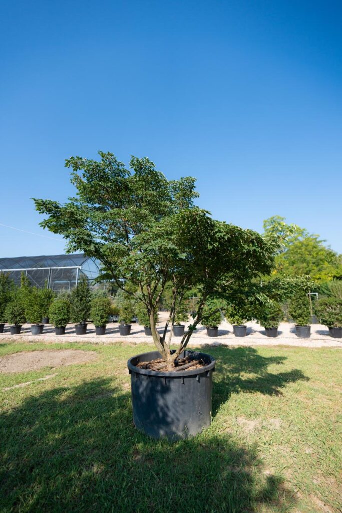 Cornus-Kousa (5)