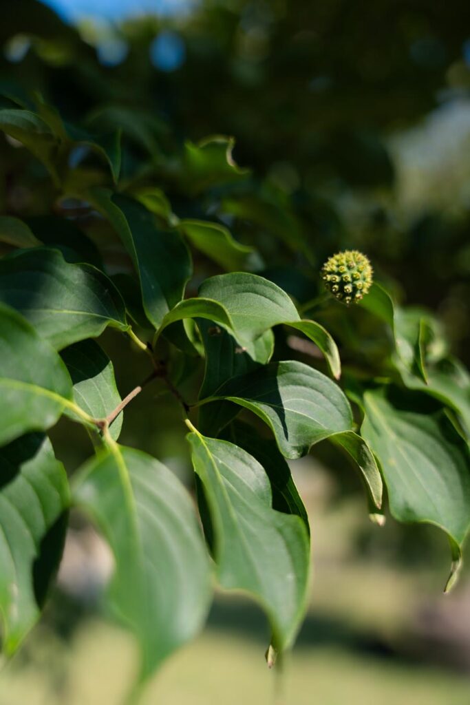 Cornus-Kousa (7)