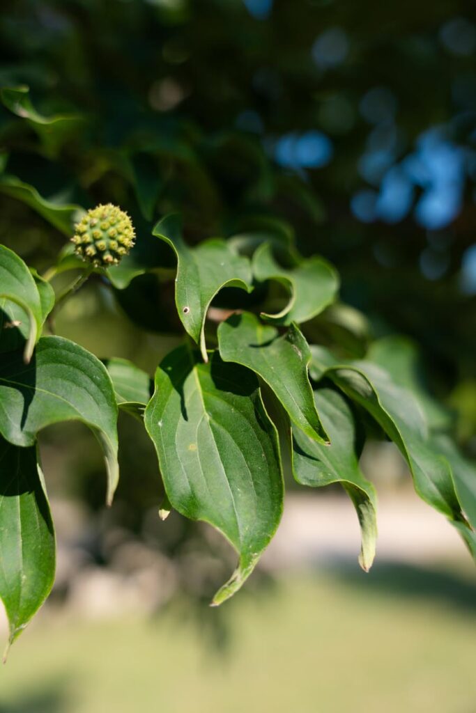 Cornus-Kousa (8)
