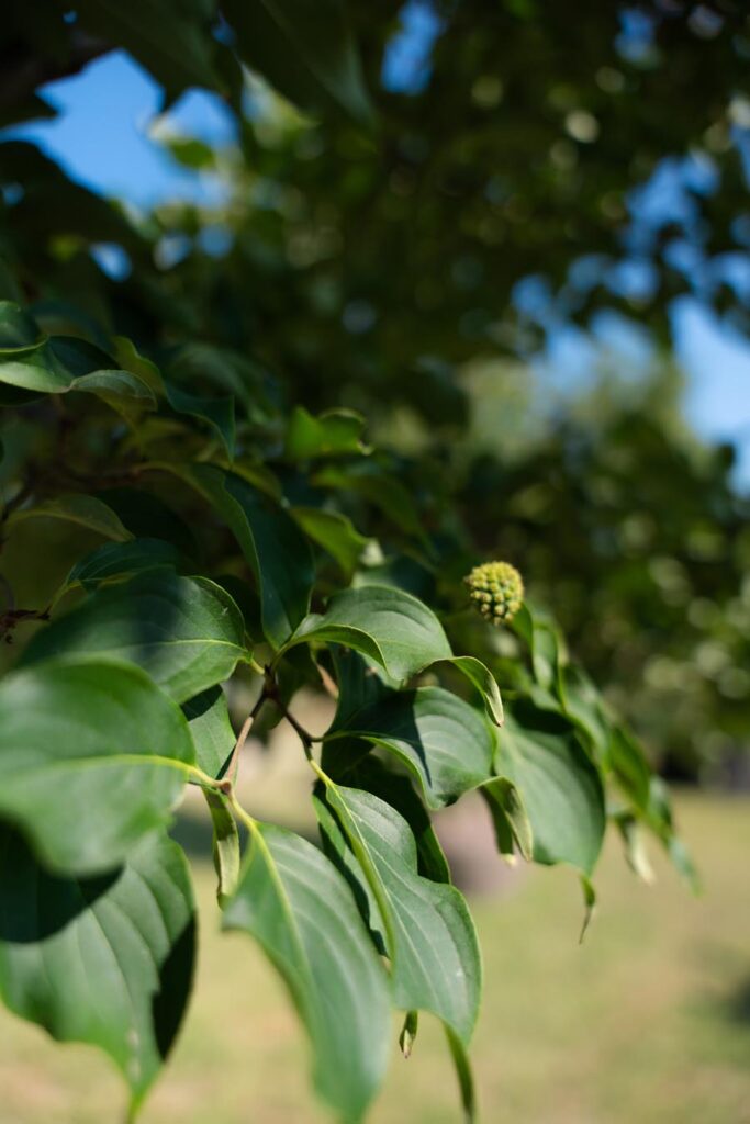 Cornus-Kousa (9)