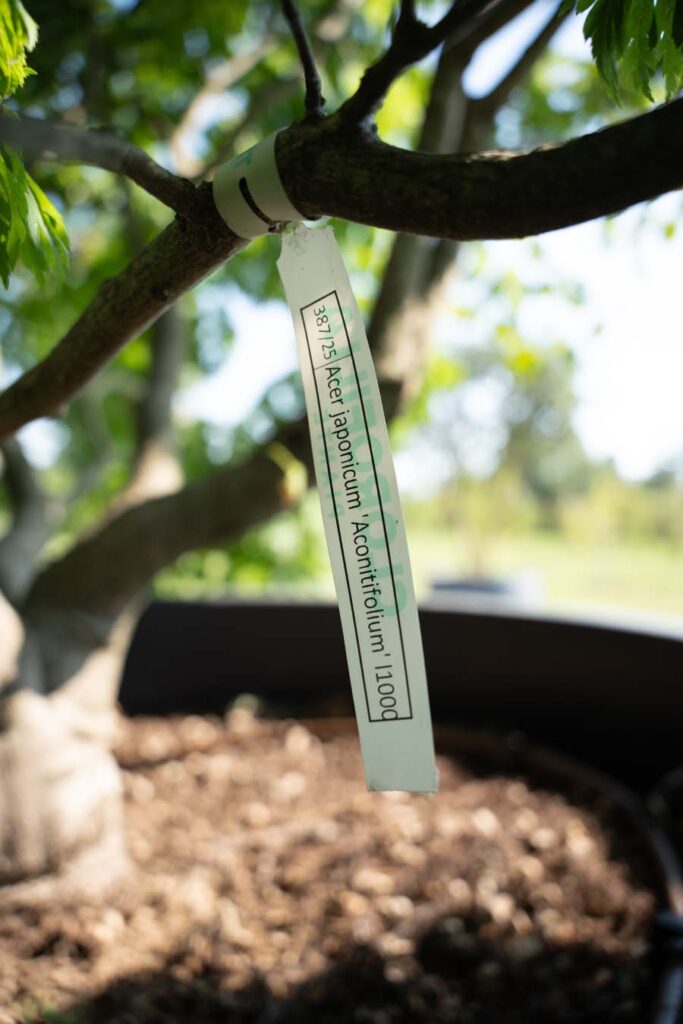 Acer Japonicum Aconitifolium (1)