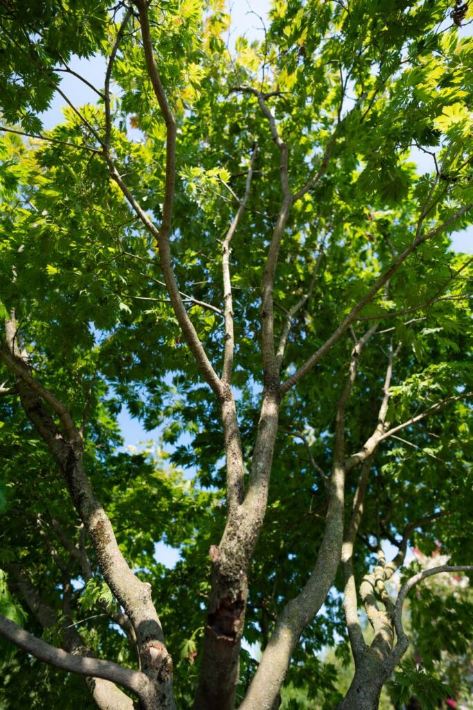 Acer Japonicum Aconitifolium (10)