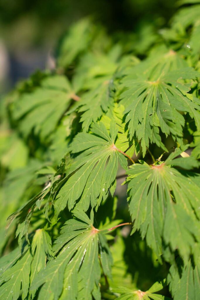 Acer Japonicum Aconitifolium (2)
