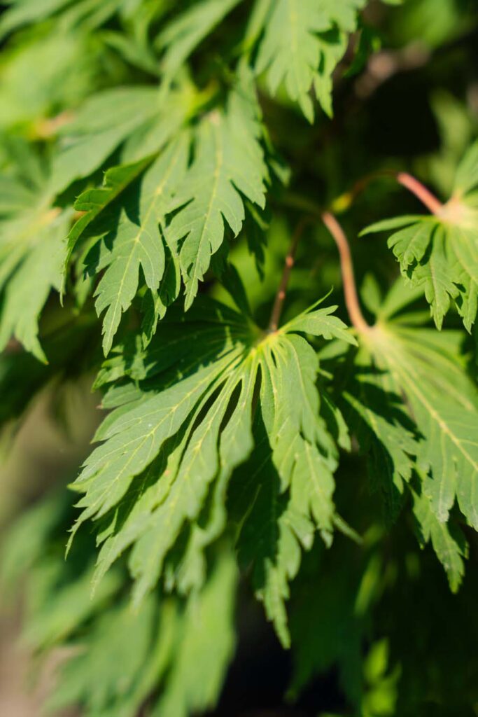 Acer Japonicum Aconitifolium (3)