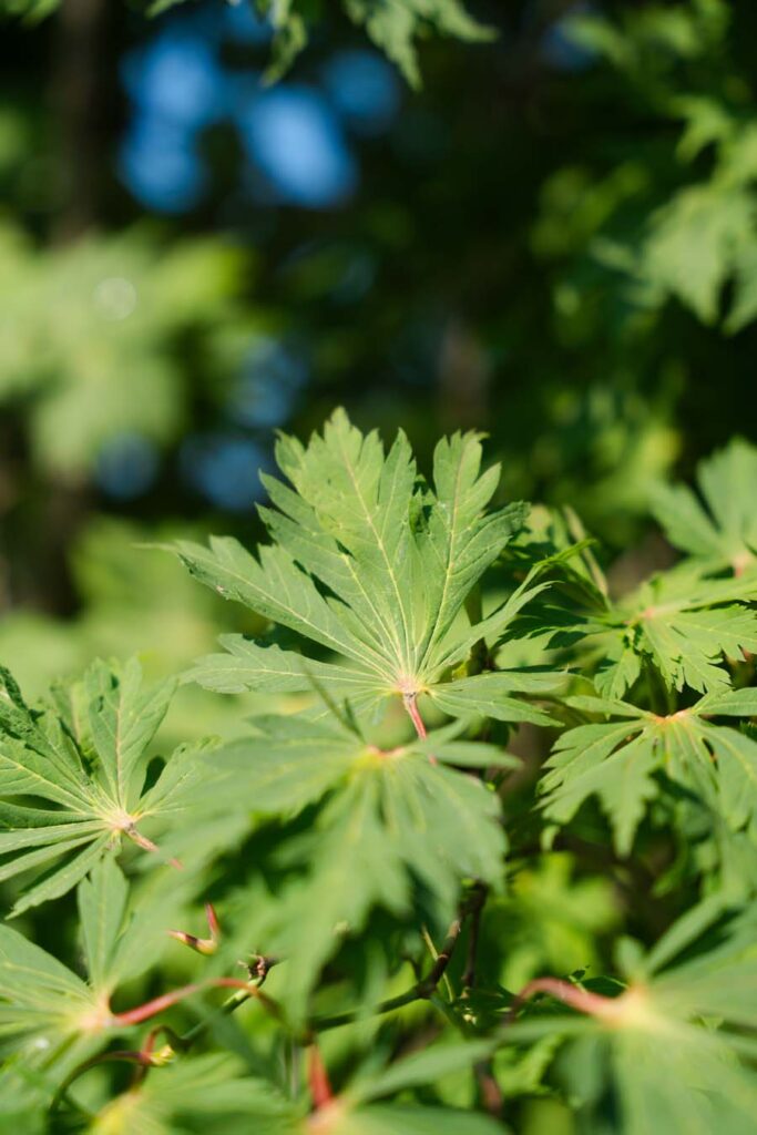 Acer Japonicum Aconitifolium (4)