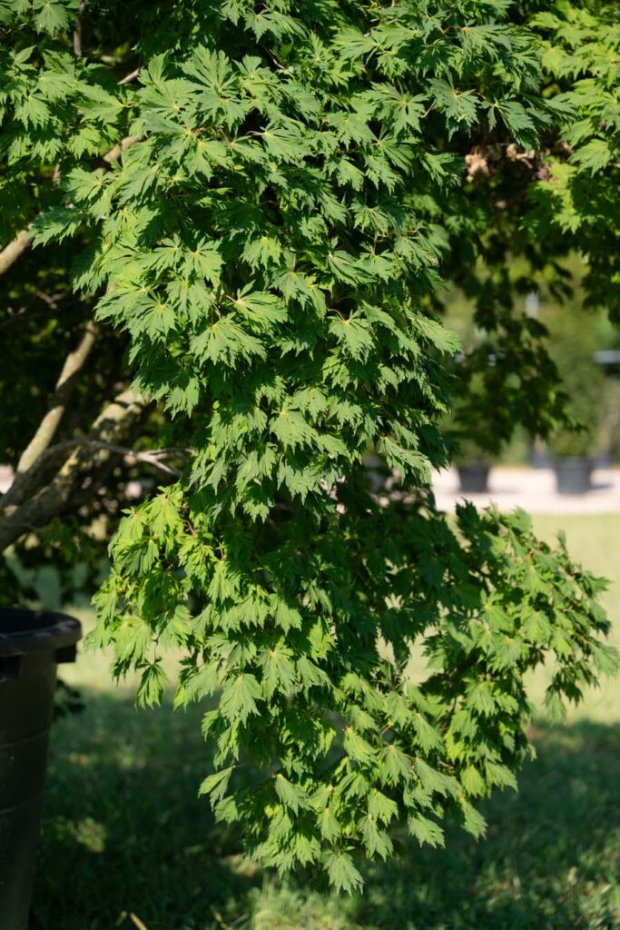 Acer Japonicum Aconitifolium (5)