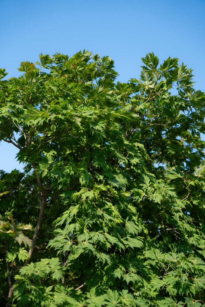 Acer Japonicum Aconitifolium (6)