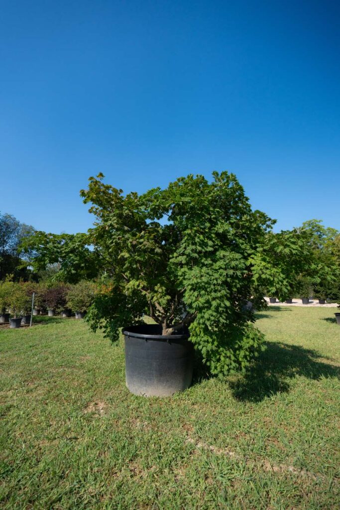 Acer Japonicum Aconitifolium (7)