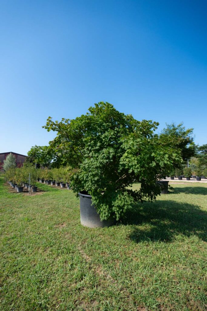 Acer Japonicum Aconitifolium (8)