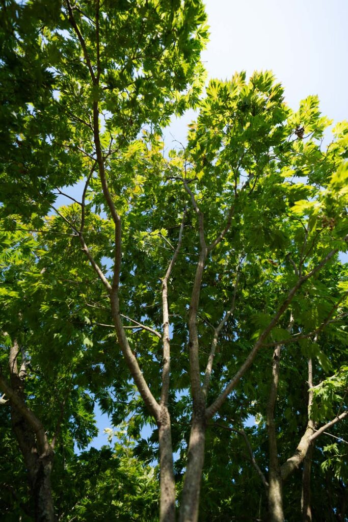 Acer Japonicum Aconitifolium (9)