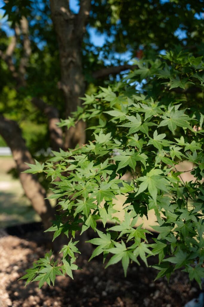 Acer Palmatum Hybrido (1)