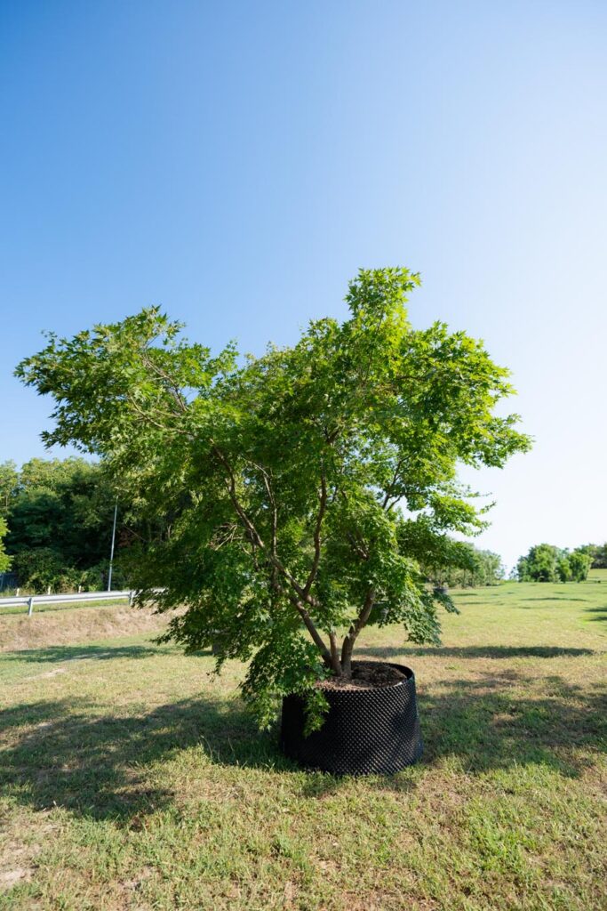 Acer Palmatum Hybrido (3)