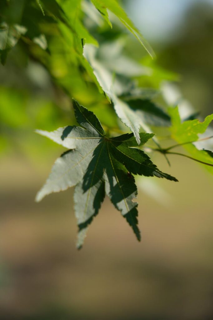 Acer Palmatum Hybrido (5)
