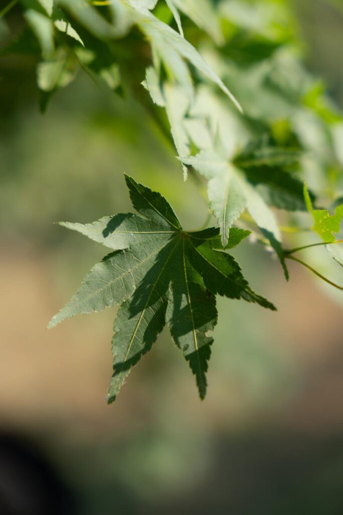 Acer Palmatum Hybrido (6)