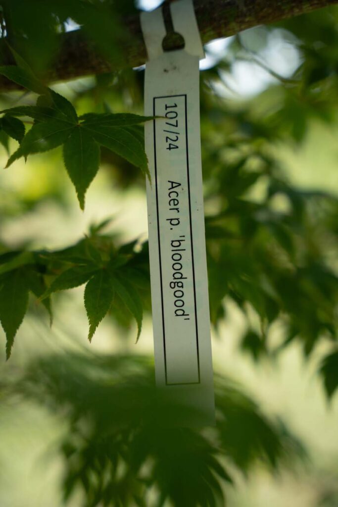 Acer Palmatum Bloodgood (1)