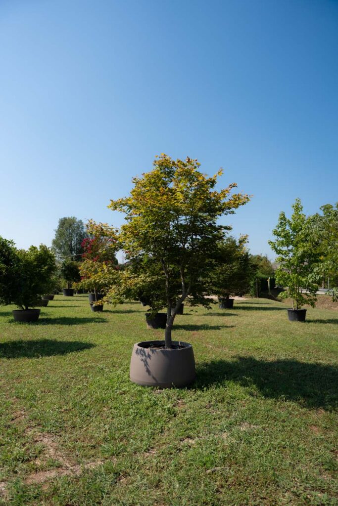 Acer Palmatum Bloodgood (2)