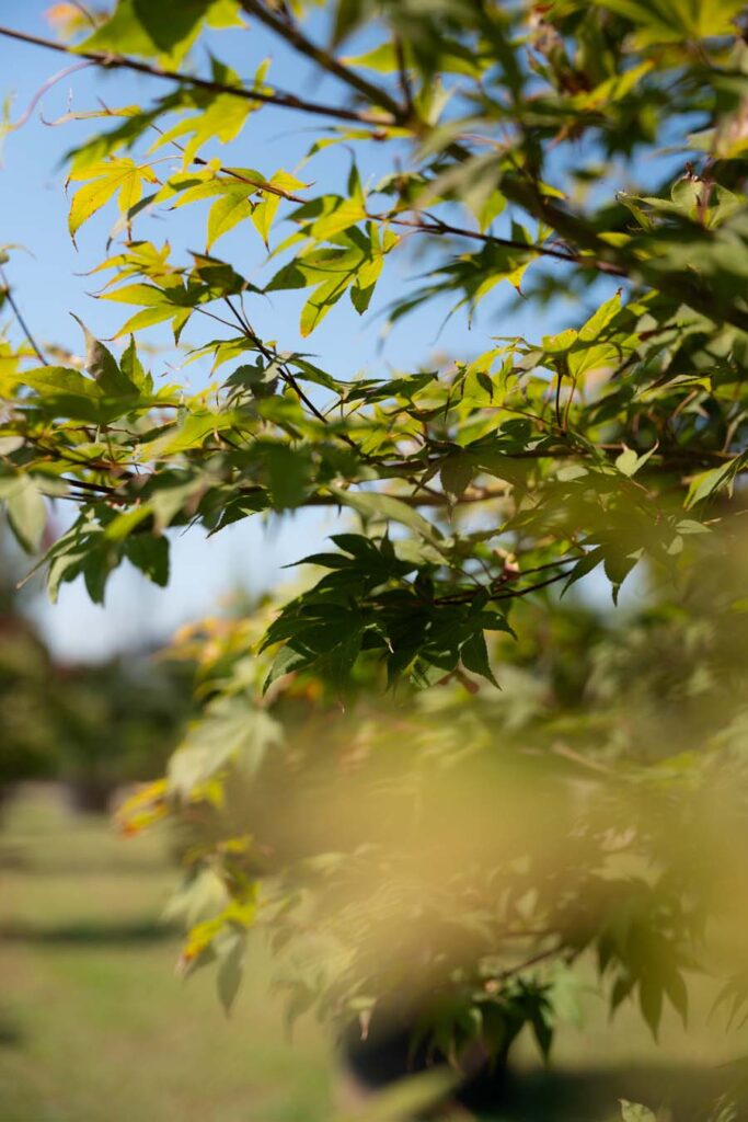 Acer Palmatum Bloodgood (3)