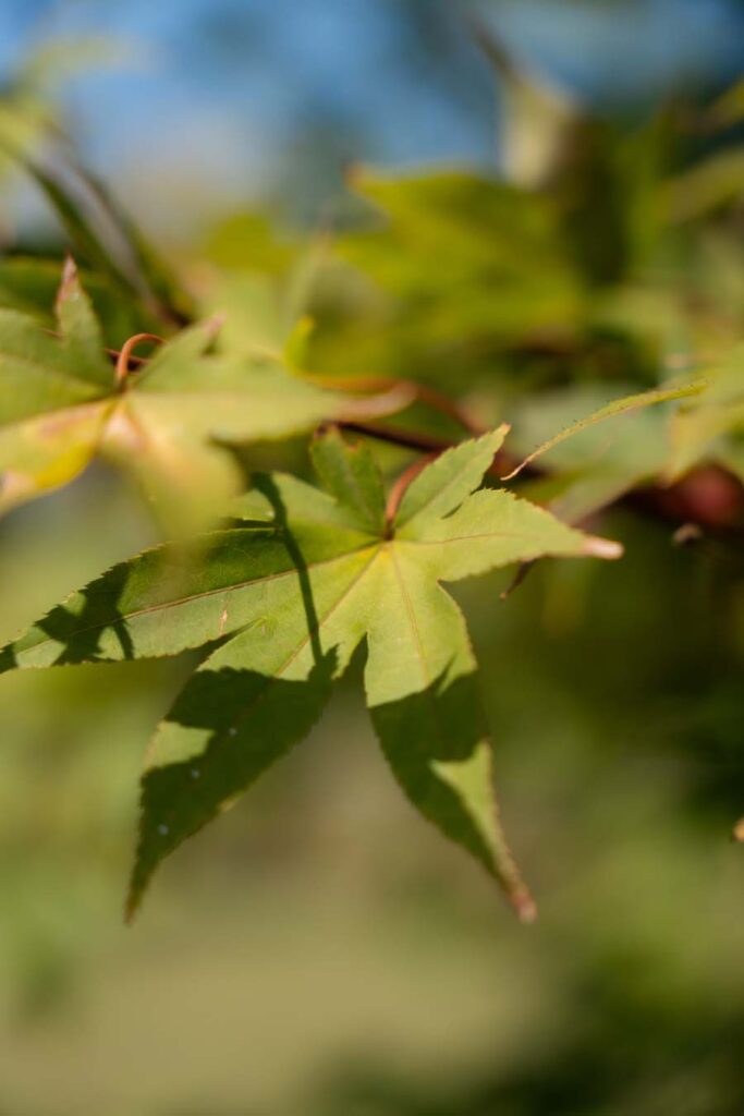 Acer Palmatum Bloodgood (4)