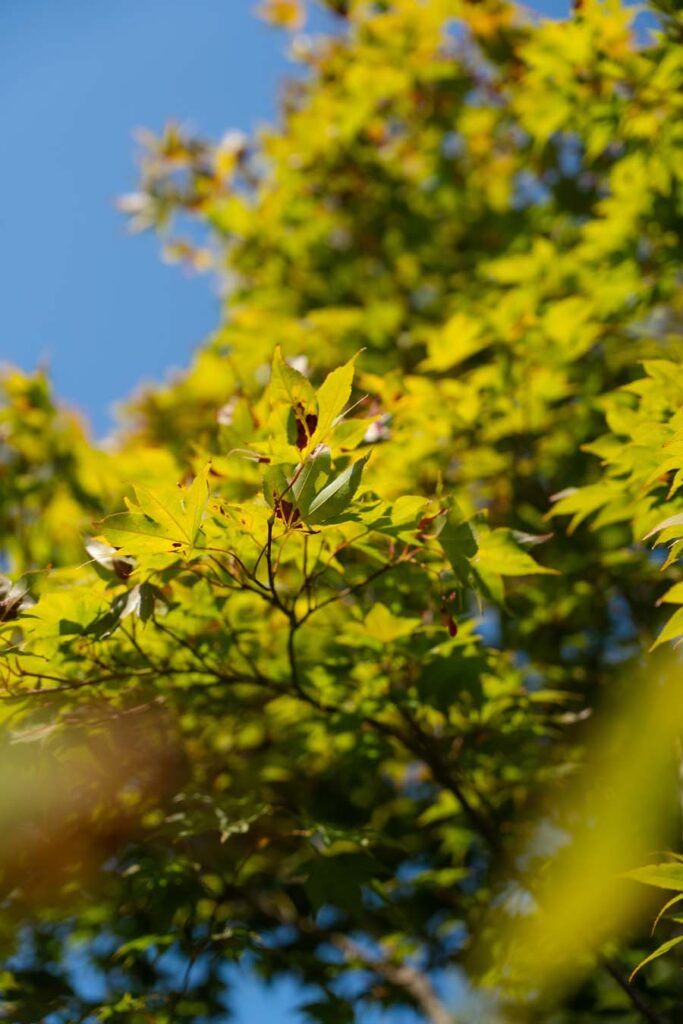 Acer Palmatum Bloodgood (5)