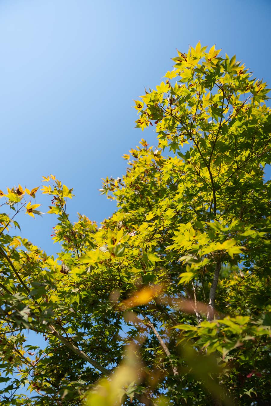 Acer Palmatum Bloodgood (6)