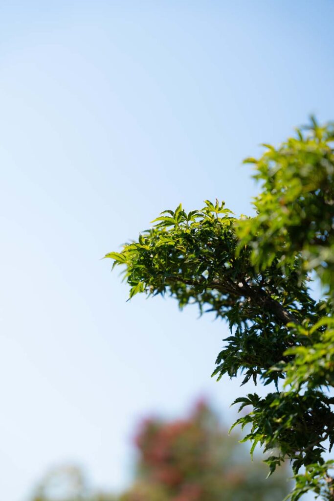 Acer Palmatum Shishigashira (1)