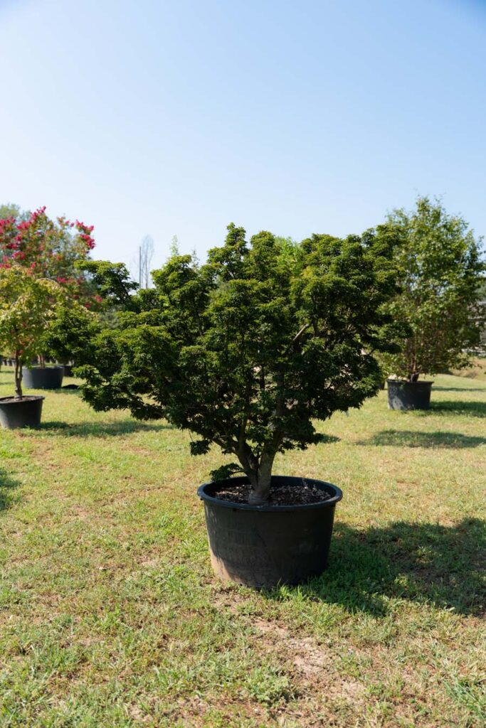 Acer Palmatum Shishigashira (3)