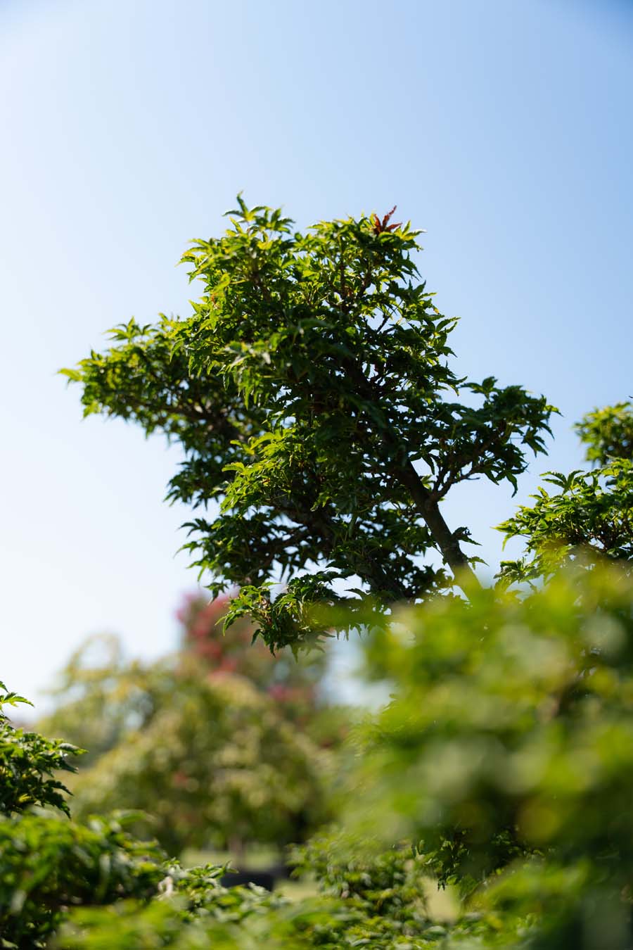 Acer Palmatum Shishigashira (4)