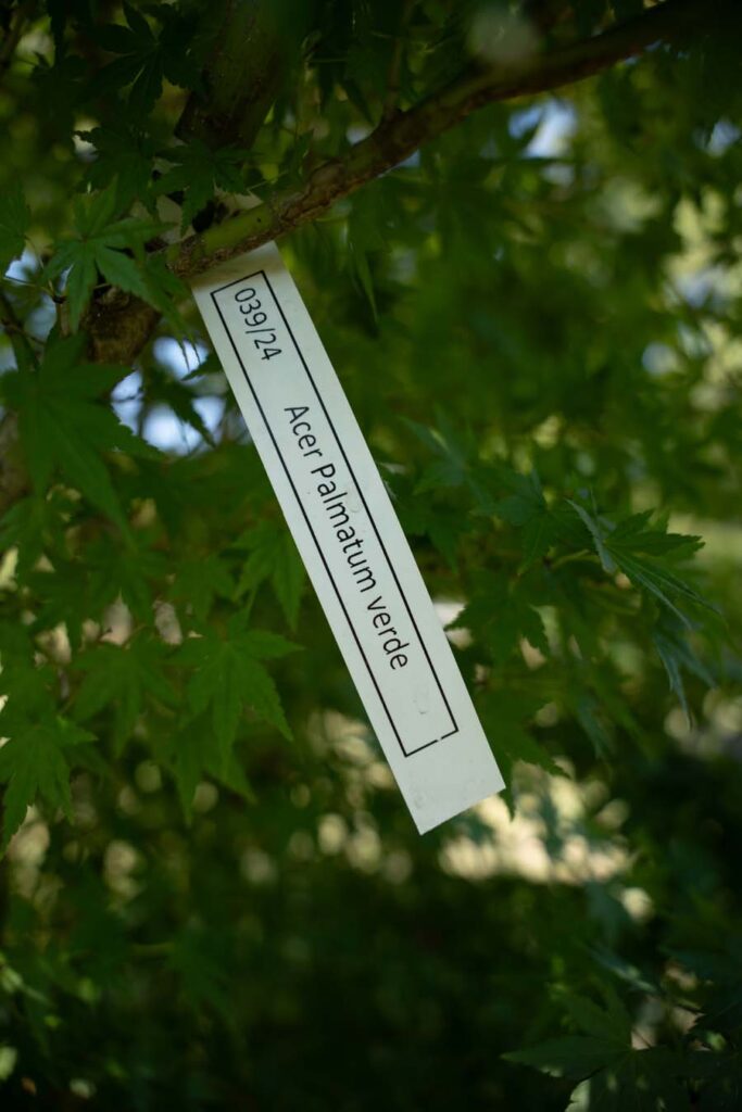 Acer Palmatum Verde (1)