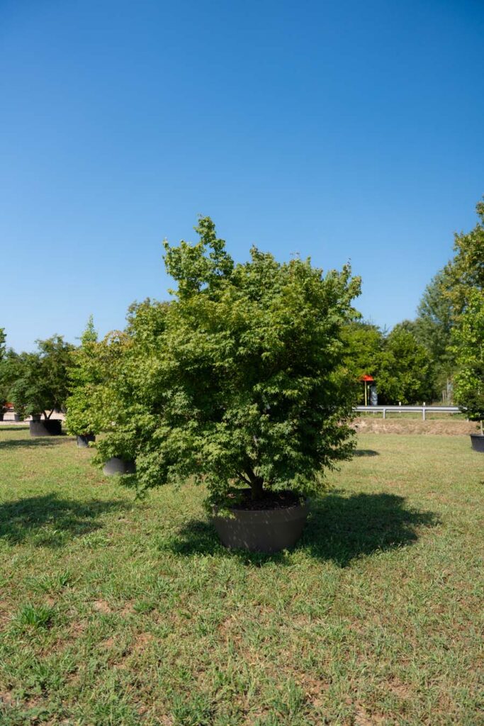 Acer Palmatum Verde (2)