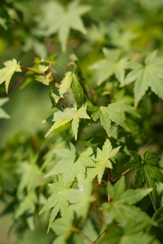 Acer Palmatum Verde (3)