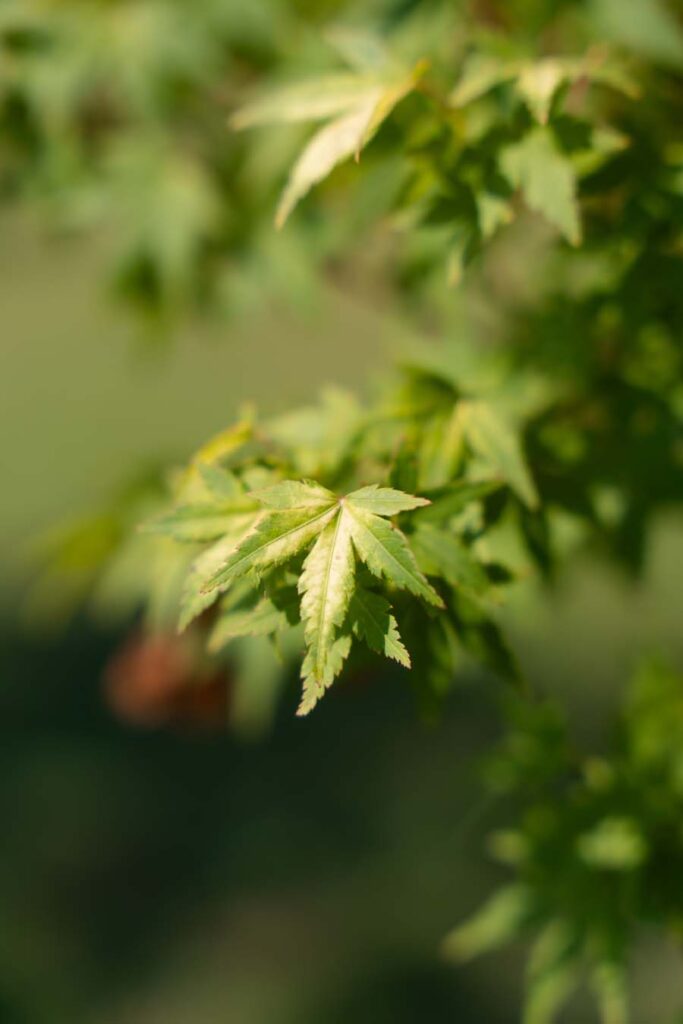 Acer Palmatum Verde (4)