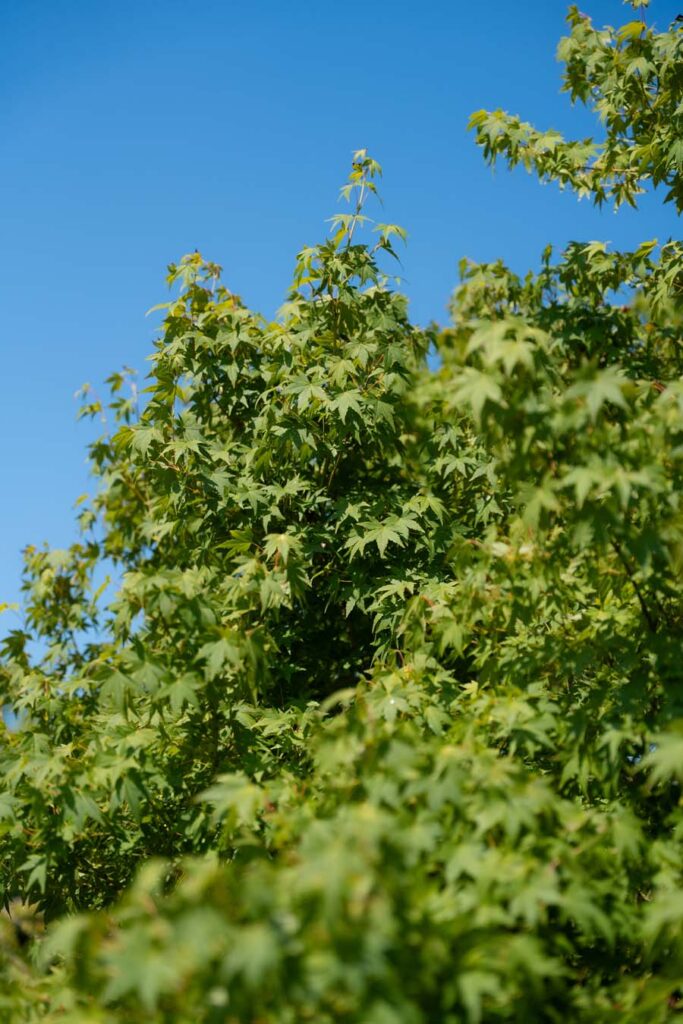 Acer Palmatum Verde (5)