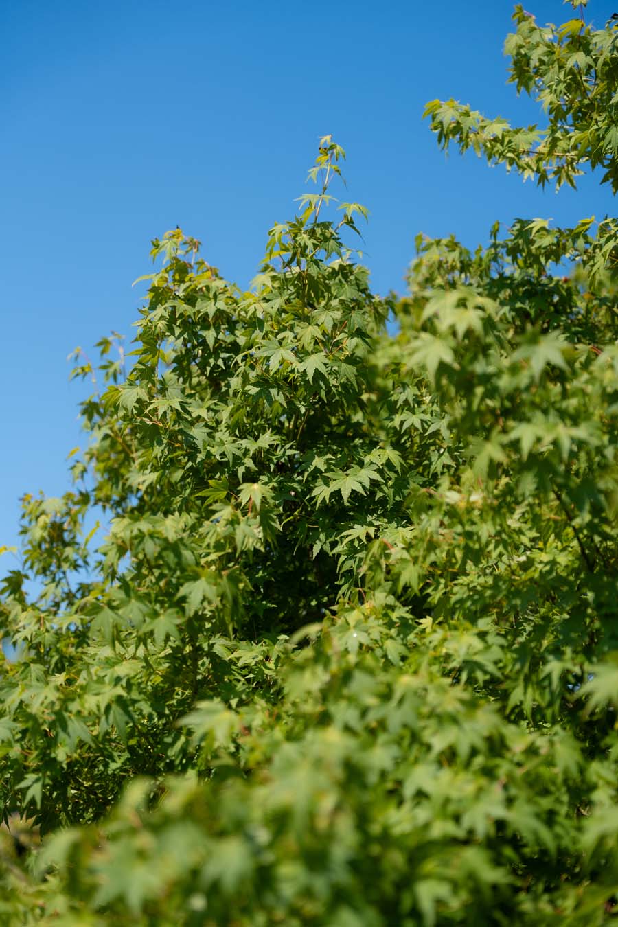 Acer Palmatum Verde (5)