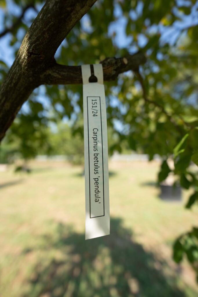Carpinus Betulus Pendula (1)