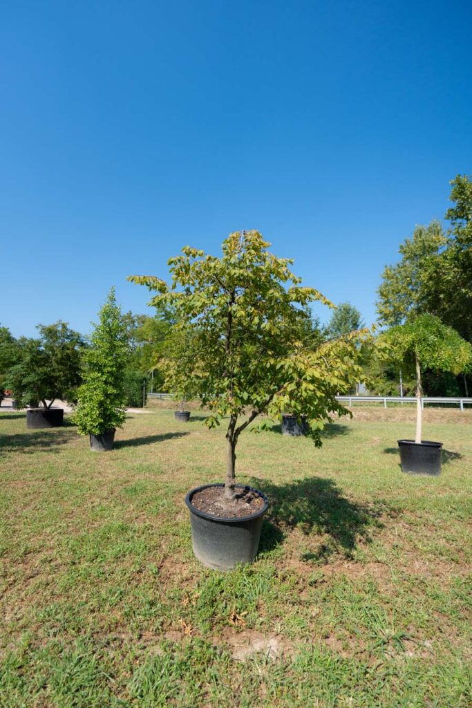 Carpinus Betulus Pendula (2)