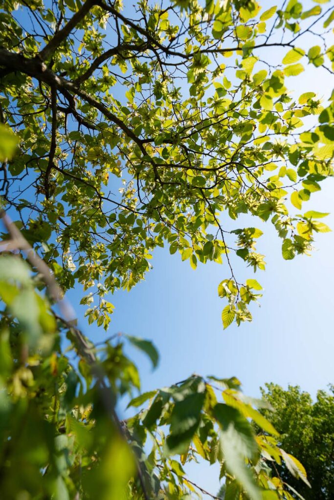 Carpinus Betulus Pendula (3)