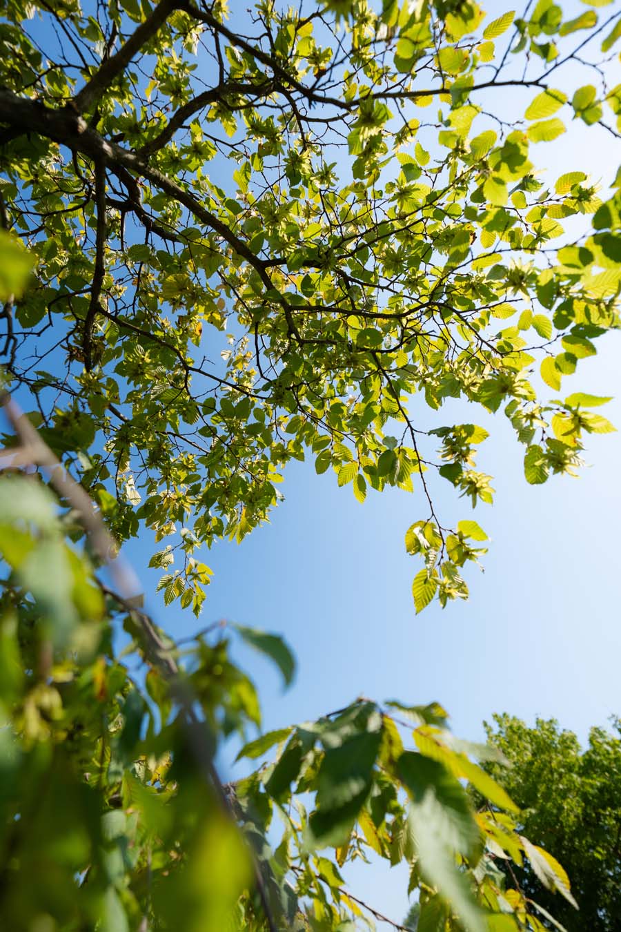 Carpinus Betulus Pendula (3)